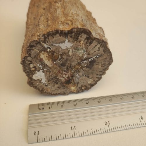 2024/05/1000002313.jpg Forstenet træ Madagaskar - Billede 1