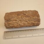 Forstenet træ Madagaskar - Billede 2
