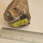 Forstenet træ Madagaskar - Billede 3