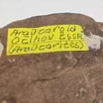 Forstenet træ - 9,5 cm - Tjekkiet - Billede 2